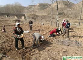 海东乐都：围绕紫皮大蒜产业积极发展 ()