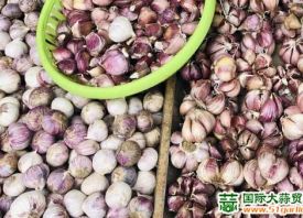 昆明：紫皮香蒜优质优价 ()