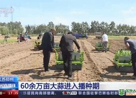 邳州：60余万亩大蒜抢种中 ()