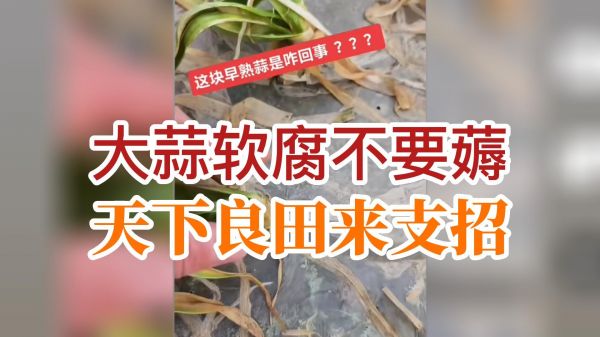 大蒜软腐不要薅，天下良田来支招 ()