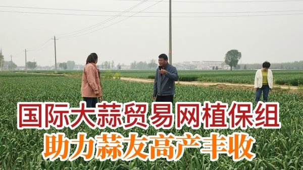 国际大蒜贸易网植保组助力蒜友高产丰收 ()