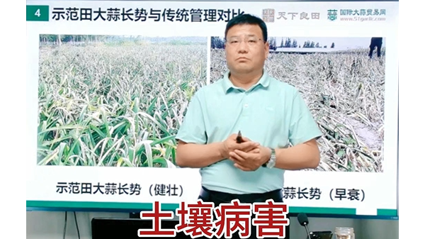 土壤病害加重影响大蒜产量 ()