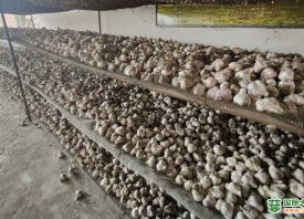 安家堡乡：紫皮蒜助农增收 ()