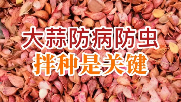 大蒜防病防虫、拌种是关键 ()