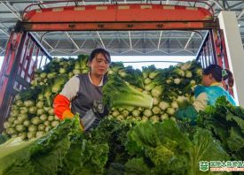 威宁自治县：冷凉蔬菜“强势出圈” ()