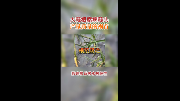 大蒜根腐病蒜头产量质量的祸首 ()