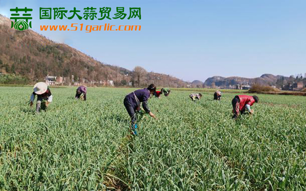 纳雍县寨乐镇:500亩优质大蒜不愁销|大蒜新闻